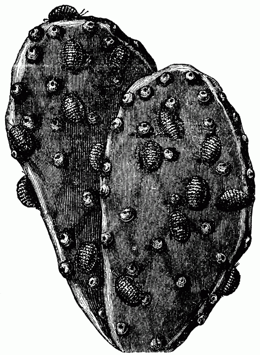 Cochineal beetle on cactus.gif